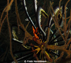Critter in Crinoid by Frida Haraldsson 